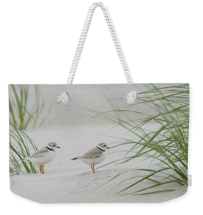 Birds Weekender Tote Bag featuring the photograph Piping Plovers by Harry Moulton