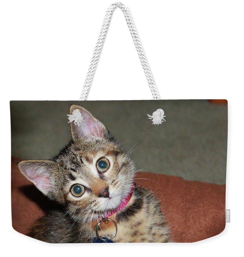 Kittens Weekender Tote Bag featuring the photograph Pippi the Kitty by Catie Canetti