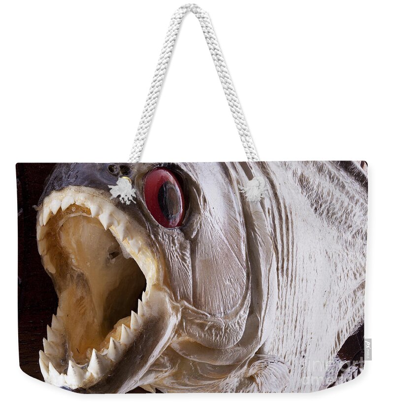 Piranha Weekender Tote Bag featuring the photograph Piranha fish close up by Simon Bratt