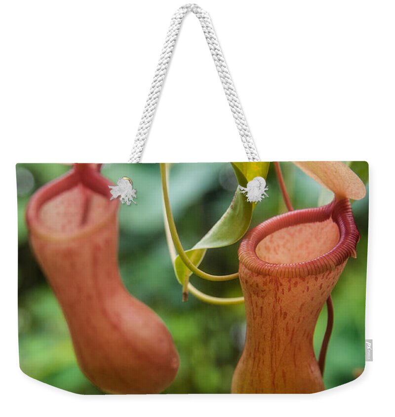 Nepenthes Weekender Tote Bag featuring the photograph Pitcher Plant by Harry Spitz