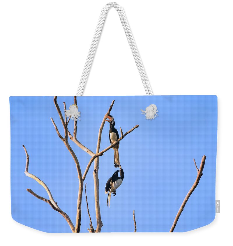 Play Time Weekender Tote Bag featuring the photograph Play time Hornbills by Venura Herath