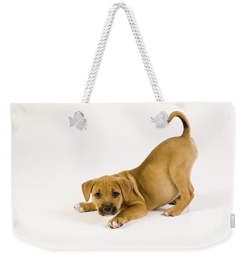 Puppy Weekender Tote Bag featuring the photograph Playful Puppy by Dean Birinyi
