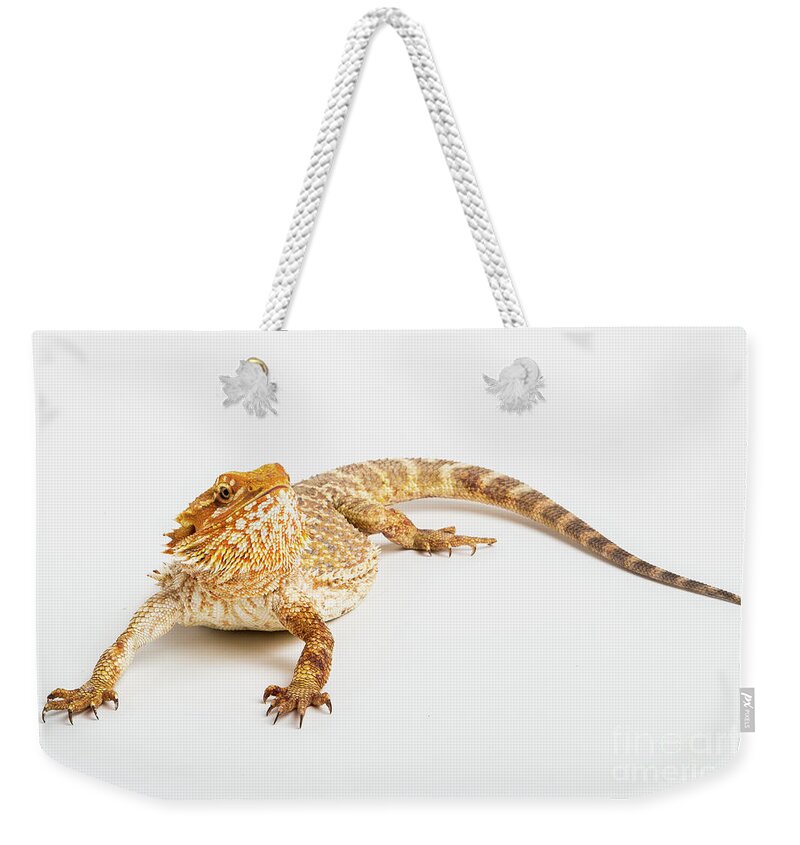 Australian Weekender Tote Bag featuring the photograph Pogona isolated by Benny Marty