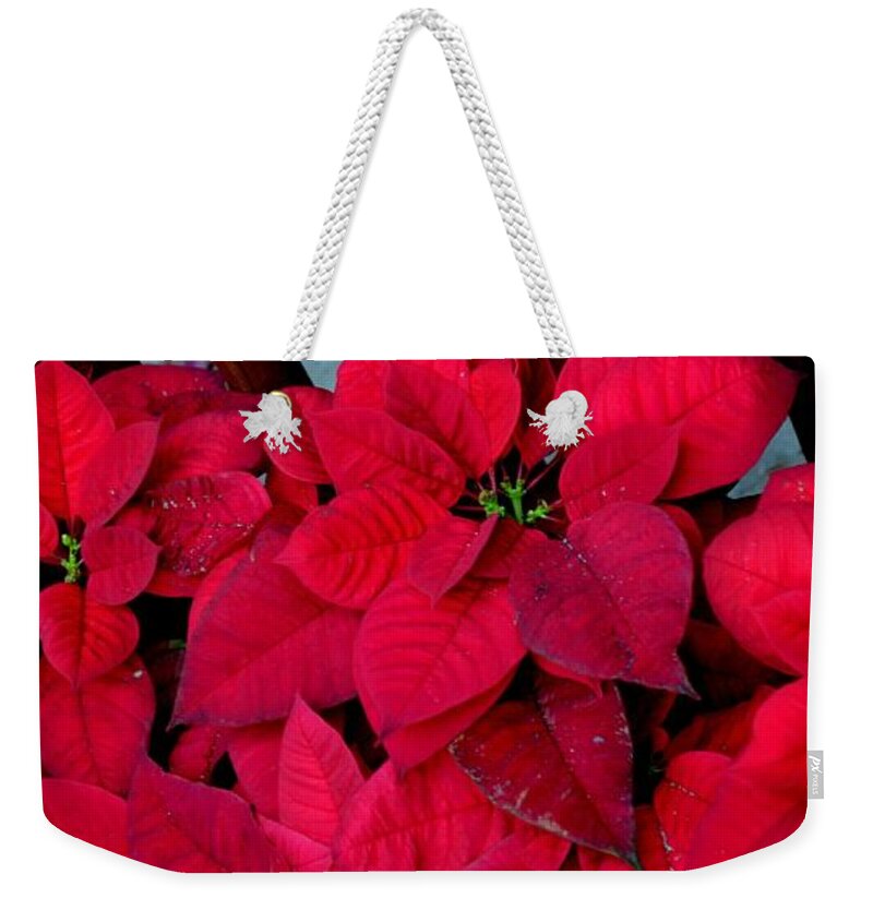 Christmas Weekender Tote Bag featuring the photograph Poinsettia Mural by Mary Deal