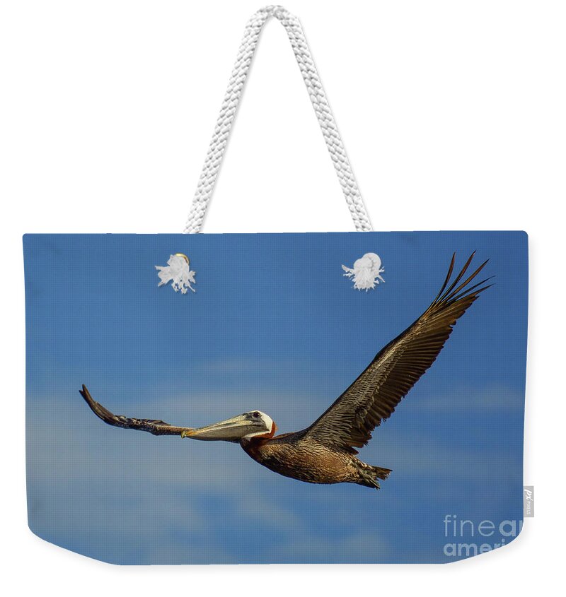 Pelican Weekender Tote Bag featuring the photograph Point Clear Pelican by Barry Bohn