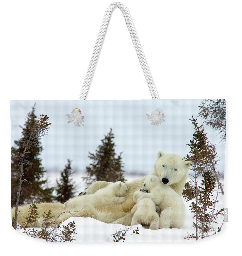 00601014 Weekender Tote Bag featuring the photograph Polar Bear and Nursing Cubs by Matthias Breiter