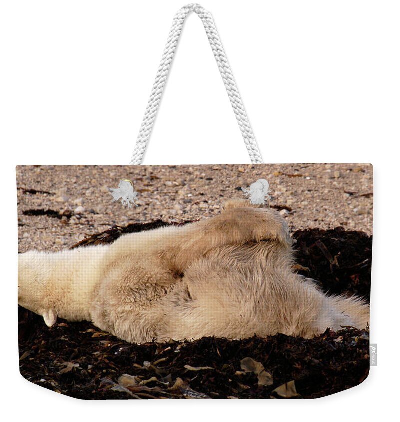 Polar Weekender Tote Bag featuring the photograph Polar Bear Warmup by Ted Keller