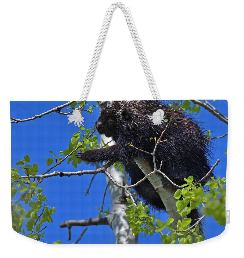 North American Porcupine Weekender Tote Bag featuring the photograph Poplar Breakfast by Tony Beck