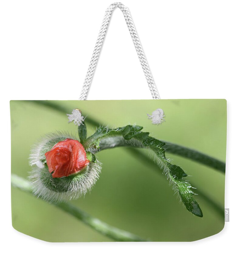 Poppy Weekender Tote Bag featuring the photograph Poppy Bud by John Meader