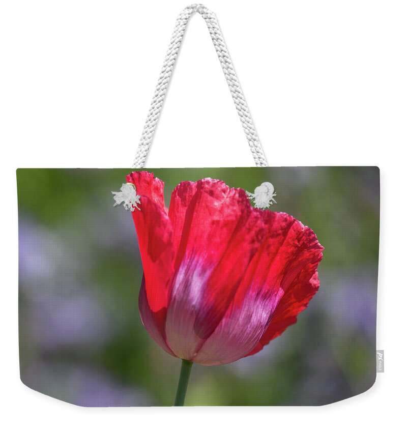 Poppy Flower.poppy Weekender Tote Bag featuring the photograph Poppy by Elvira Butler