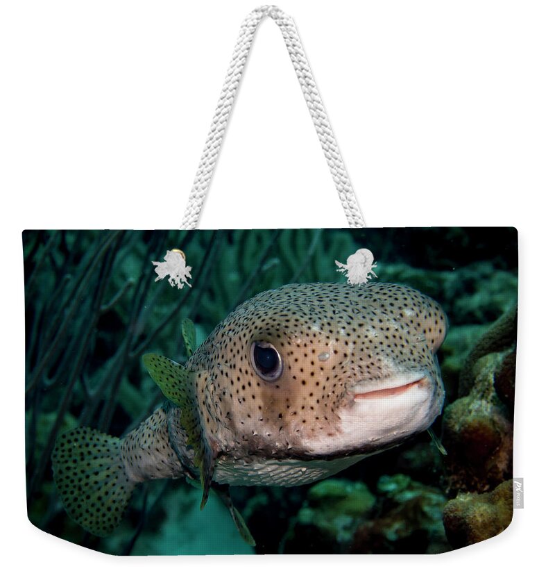 Bonaire Weekender Tote Bag featuring the photograph Porcupine Fish by Jean Noren