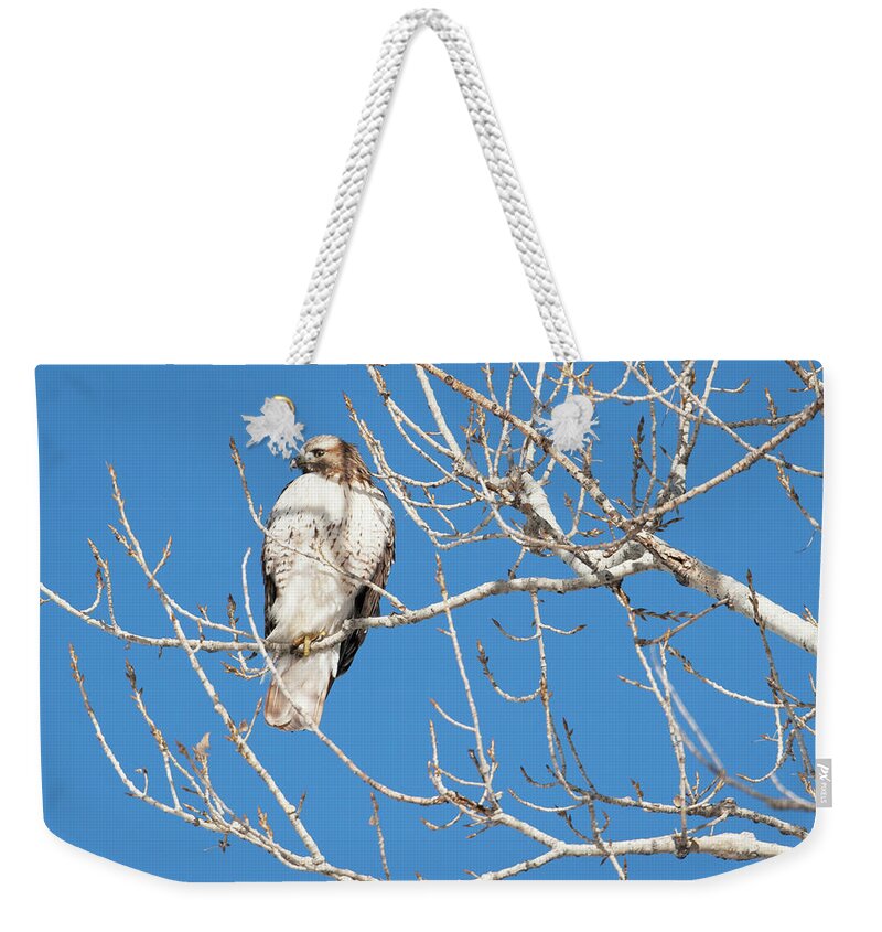 Will Life Weekender Tote Bag featuring the photograph portract of Hawk by Catherine Lau