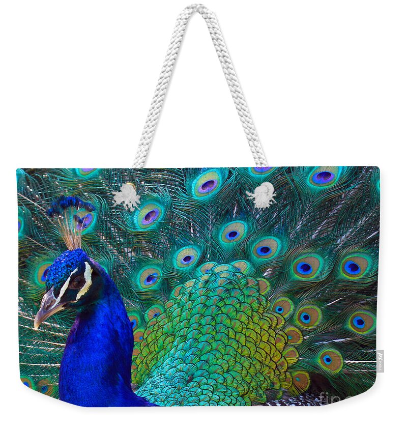 Peacock Weekender Tote Bag featuring the photograph Portrait of a Peacock by Roger Becker