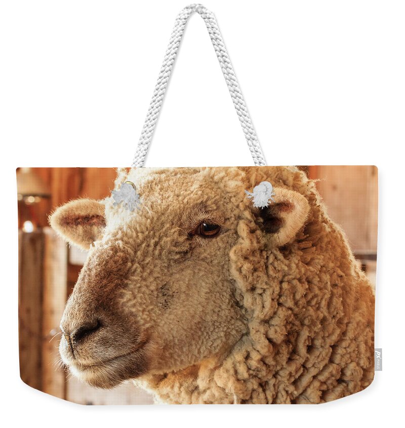 Farm Weekender Tote Bag featuring the photograph Portrait of a Southdown Sheep by Joni Eskridge