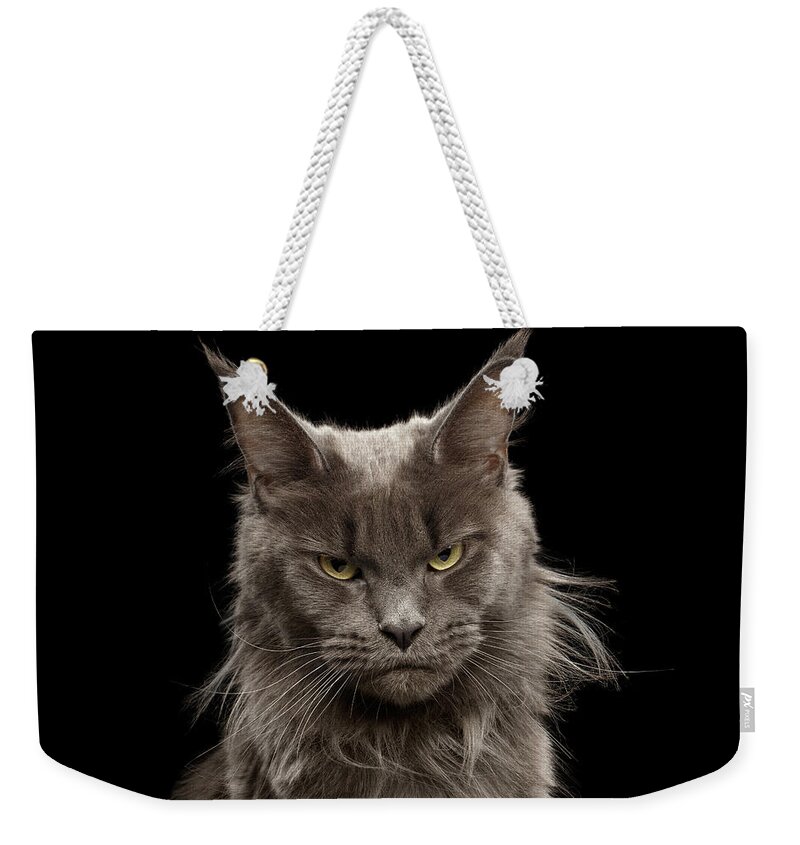 Portrait Weekender Tote Bag featuring the photograph Portrait of Angry Maine Coon on black by Sergey Taran