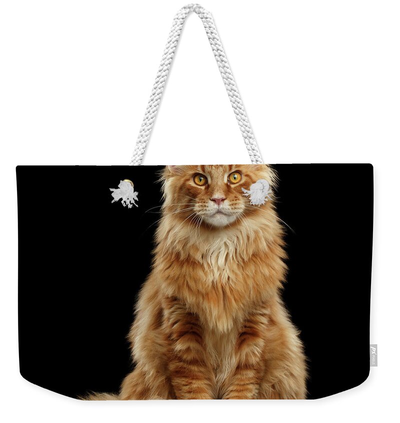#faatoppicks Weekender Tote Bag featuring the photograph Portrait of Ginger Maine Coon Cat Isolated on Black Background by Sergey Taran