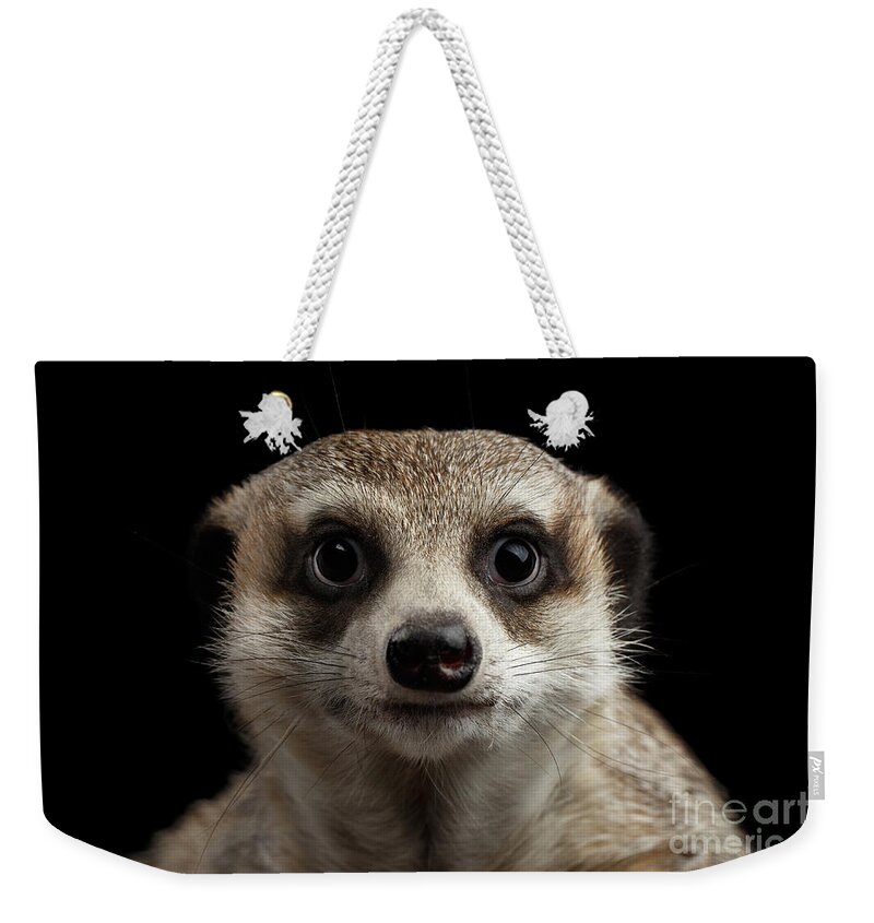 #faatoppicks Weekender Tote Bag featuring the photograph Portrait of Meerkat on black background by Sergey Taran