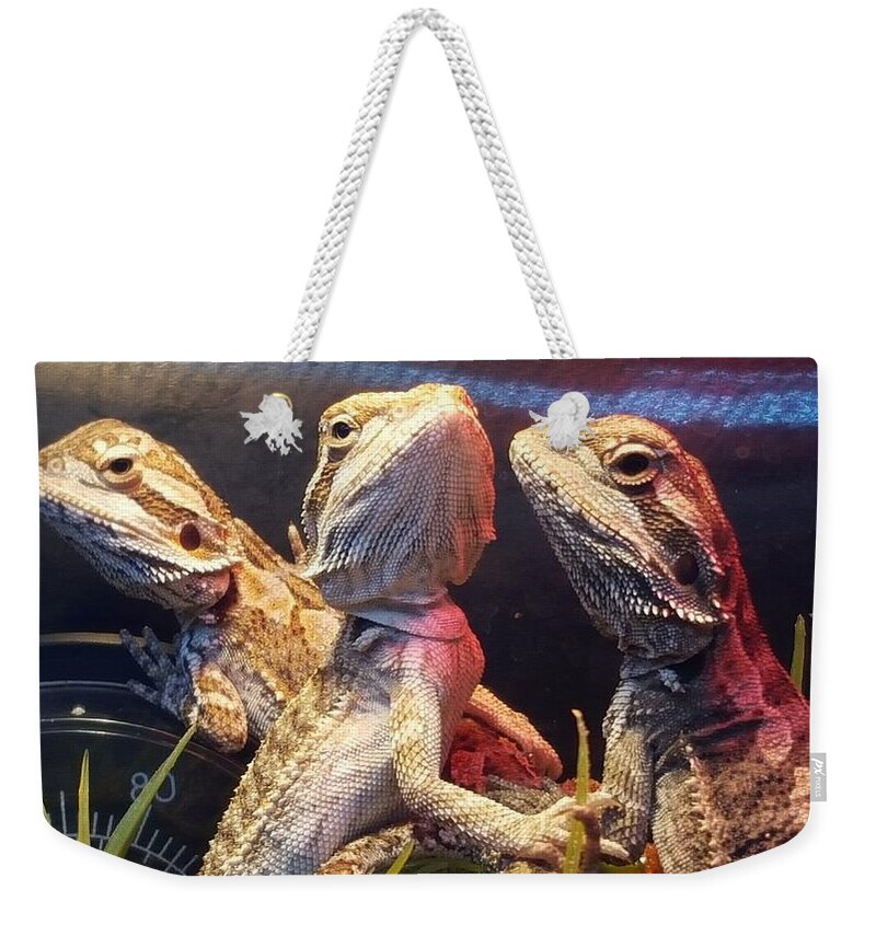 Reptiles Weekender Tote Bag featuring the photograph Posers at the Pet Store by Dani McEvoy