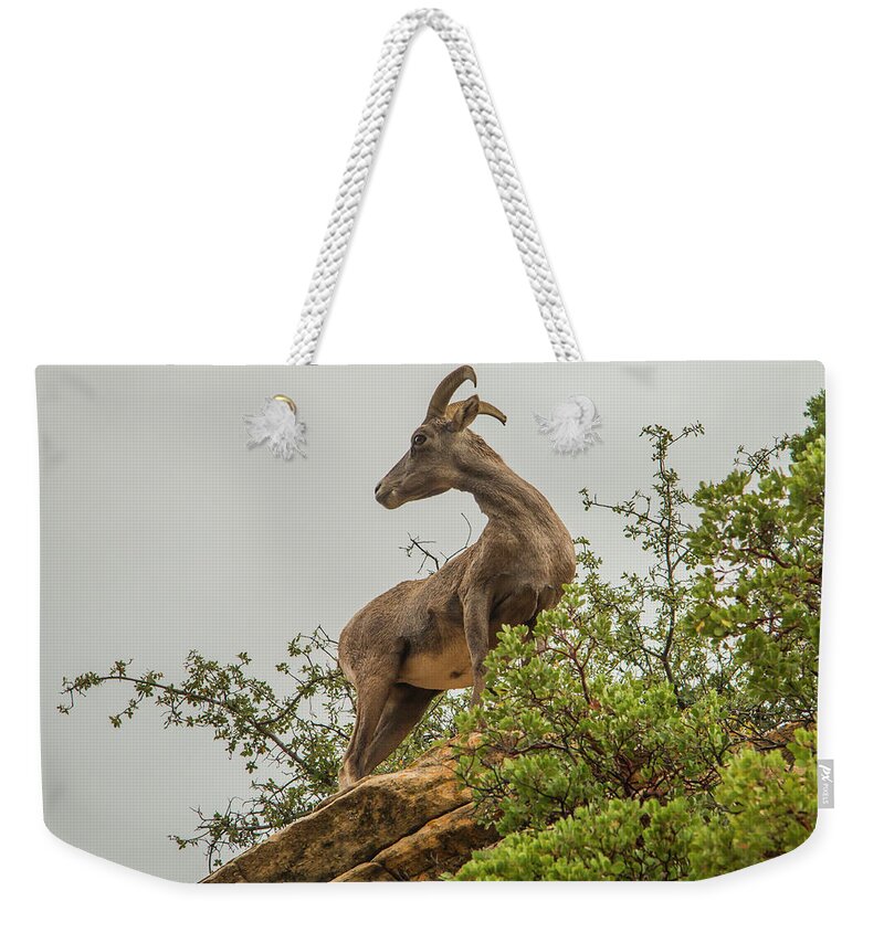 National Park Weekender Tote Bag featuring the photograph Posing for the Camera by Doug Scrima