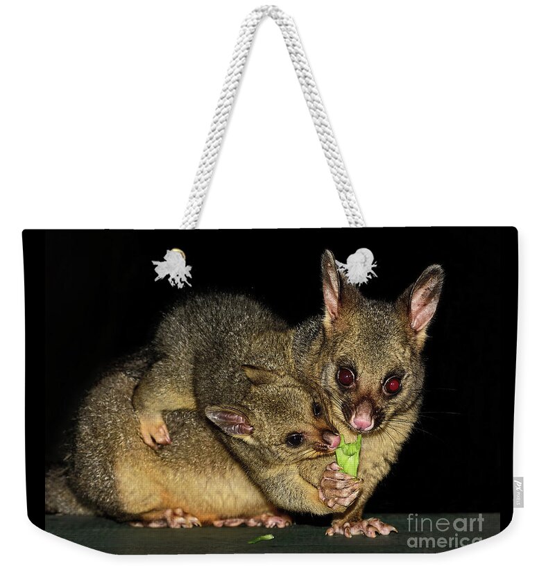 Possums Weekender Tote Bag featuring the photograph Possums - Mum and Baby by Kaye Menner by Kaye Menner