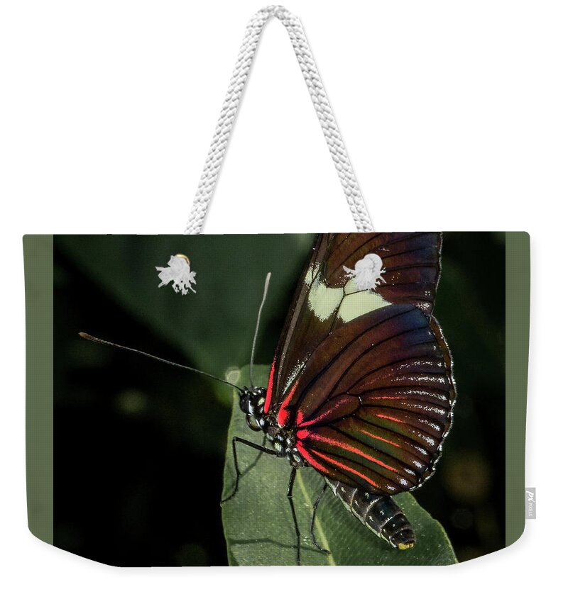 Butterfly Weekender Tote Bag featuring the photograph Postman by Robert Culver