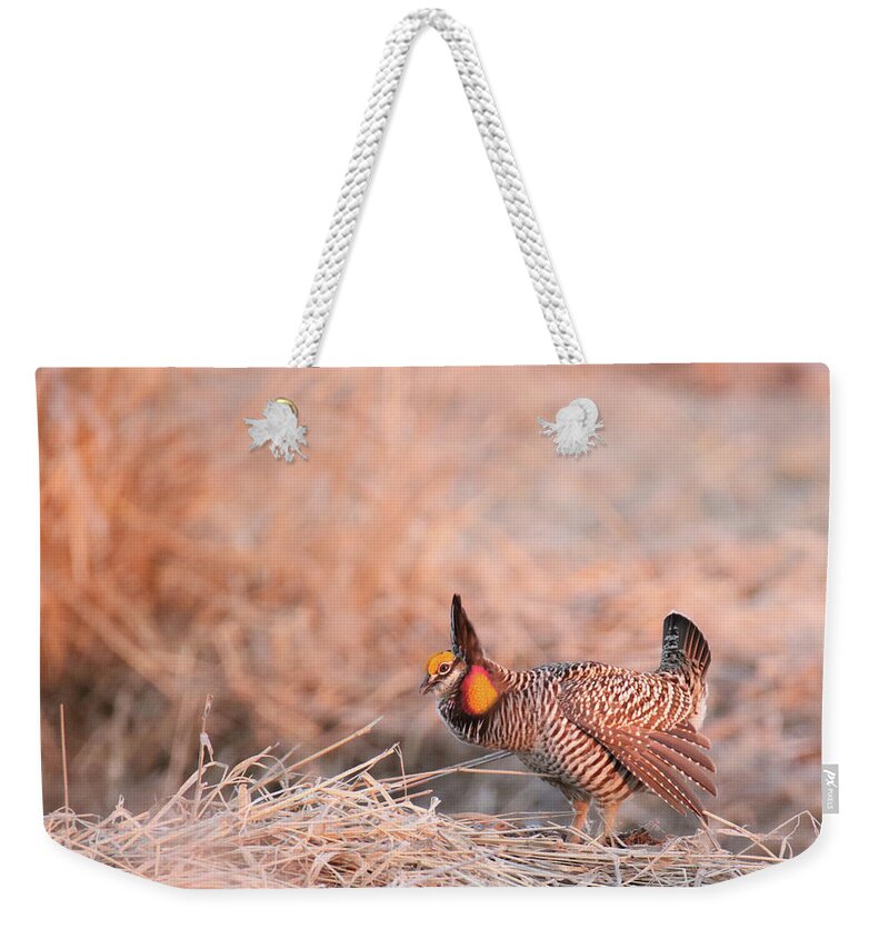 Greater Prairie Chicken Weekender Tote Bag featuring the photograph Prairie Chicken 21 by Brook Burling