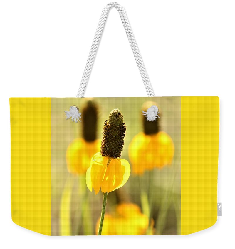 Nature Weekender Tote Bag featuring the photograph Prairie Coneflower in Morning Light by Sheila Brown