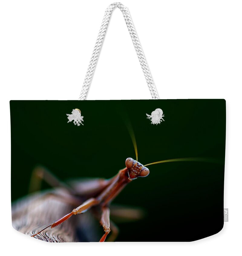 Praying Mantis Weekender Tote Bag featuring the photograph Praying Mantis by Rob Hemphill
