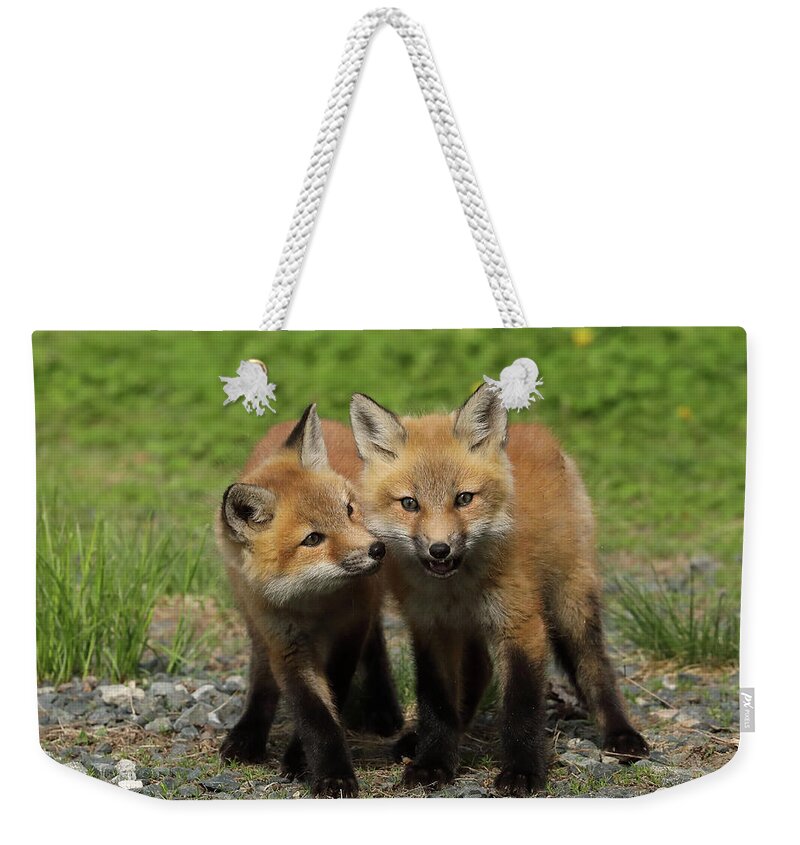 Red Fox Weekender Tote Bag featuring the photograph Pretty darn Cute by Duane Cross