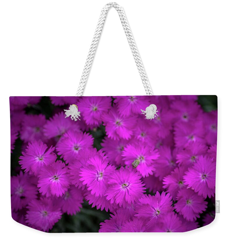 Flower Weekender Tote Bag featuring the photograph Pretty In Pink by Bill Pevlor
