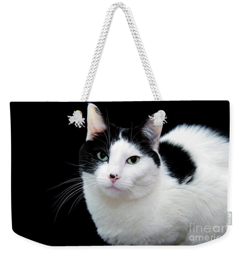 Fine Art Cat Weekender Tote Bag featuring the photograph Pretty Kitty Cat 1 by Andee Design