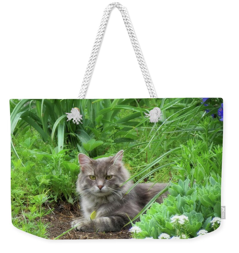 Cat Weekender Tote Bag featuring the photograph Pretty Kitty - Charlie - Cat by MTBobbins Photography