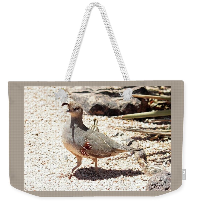 Arizona Weekender Tote Bag featuring the photograph Pretty Mama Quail in the Desert by Carol Groenen