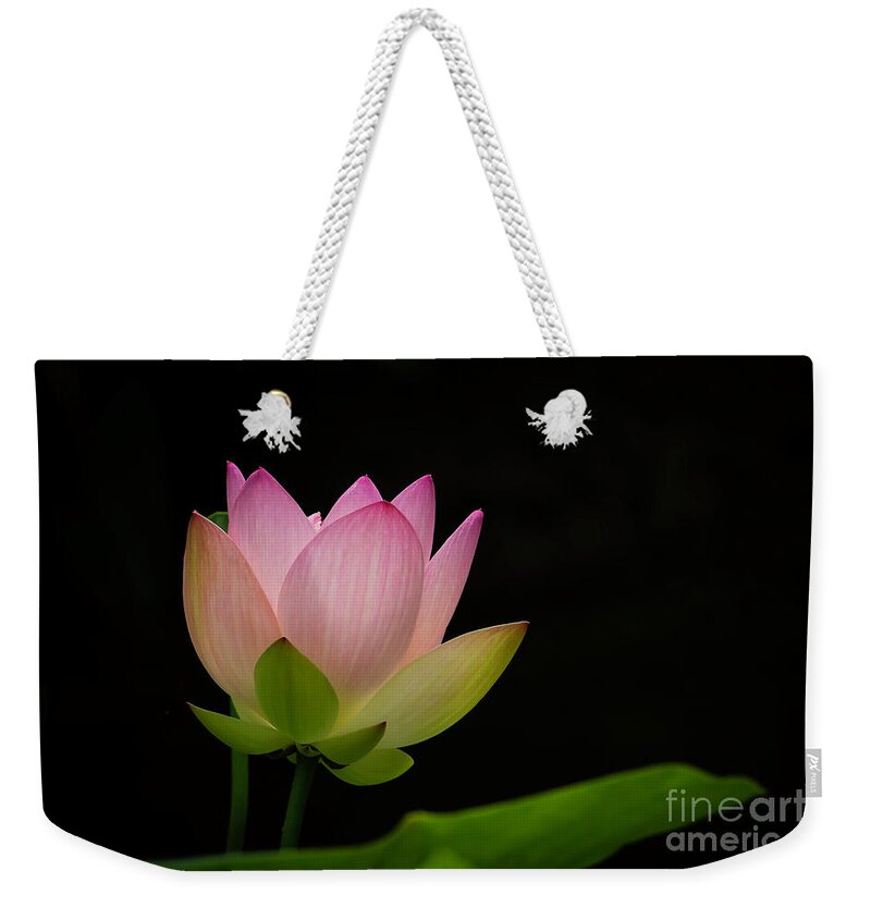 Spring Weekender Tote Bag featuring the photograph Pretty Pink Lotus by Sabrina L Ryan