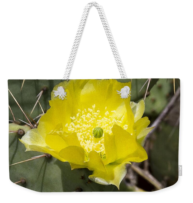 Opuntia Littoralis Weekender Tote Bag featuring the photograph Prickly Pear Cactus Blossom - Opuntia littoralis by Kathy Clark