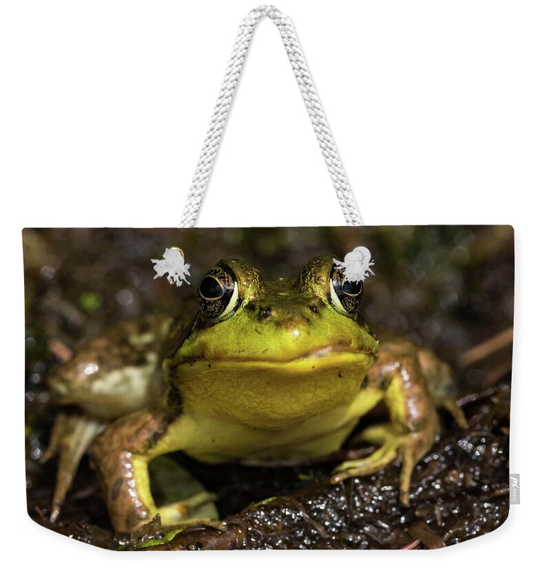 Nature Weekender Tote Bag featuring the photograph Prince in Disguise by Jody Partin