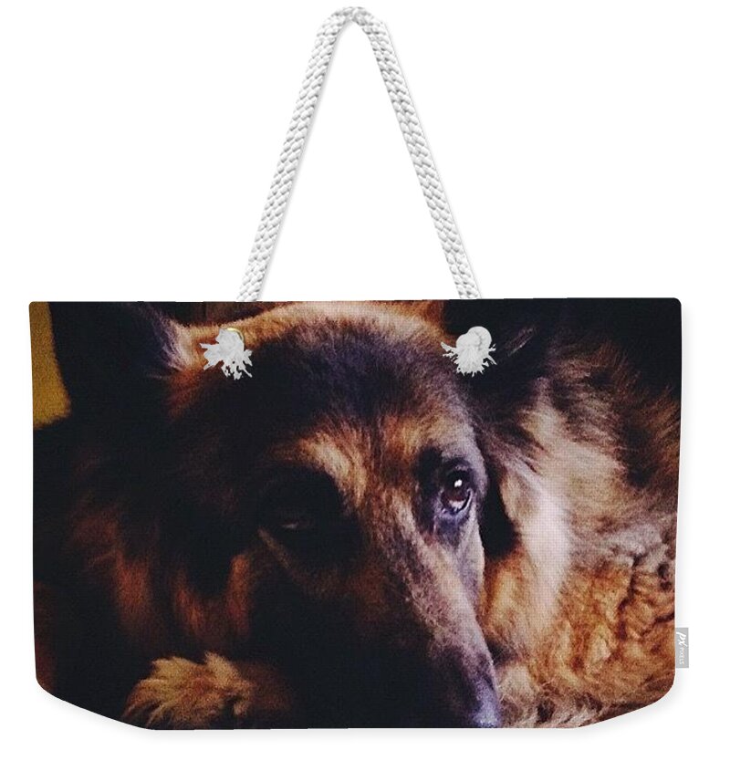 King-shepherd Weekender Tote Bag featuring the photograph Princess by Frank J Casella