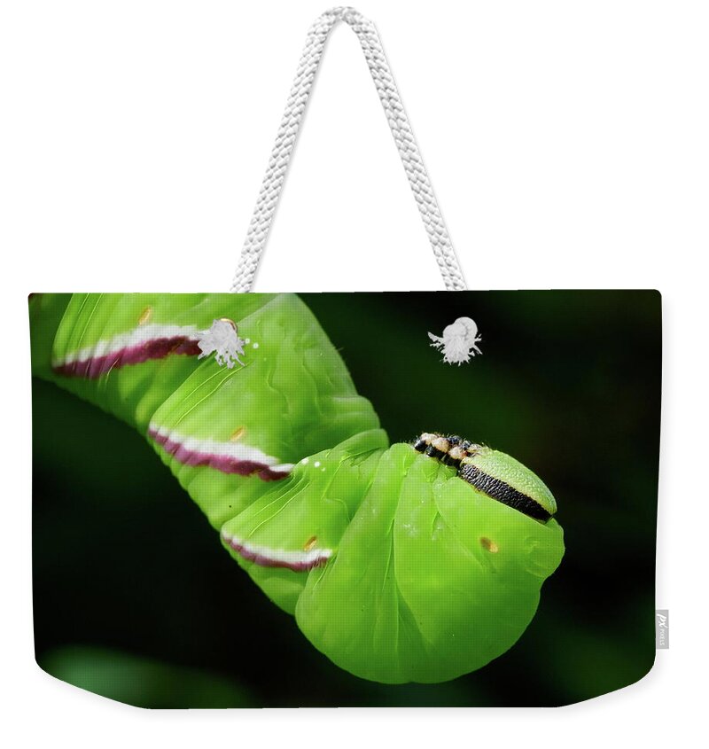 Finland Weekender Tote Bag featuring the photograph Privet Hawk Moth caterpillar by Jouko Lehto