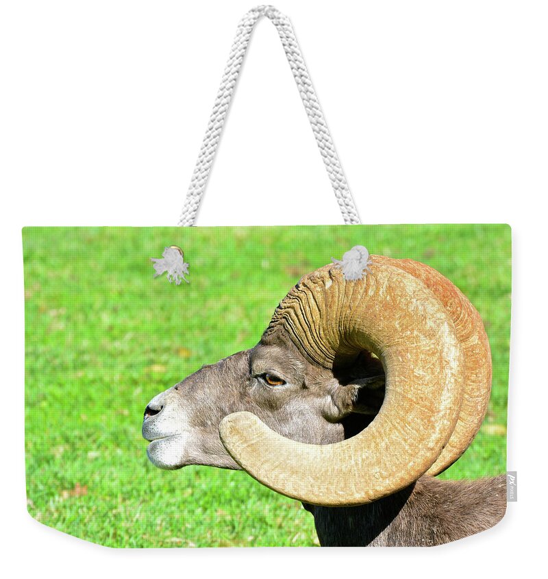 Bighorn Sheep Weekender Tote Bag featuring the photograph Profile of a Male Bighorn Sheep by Don Mercer