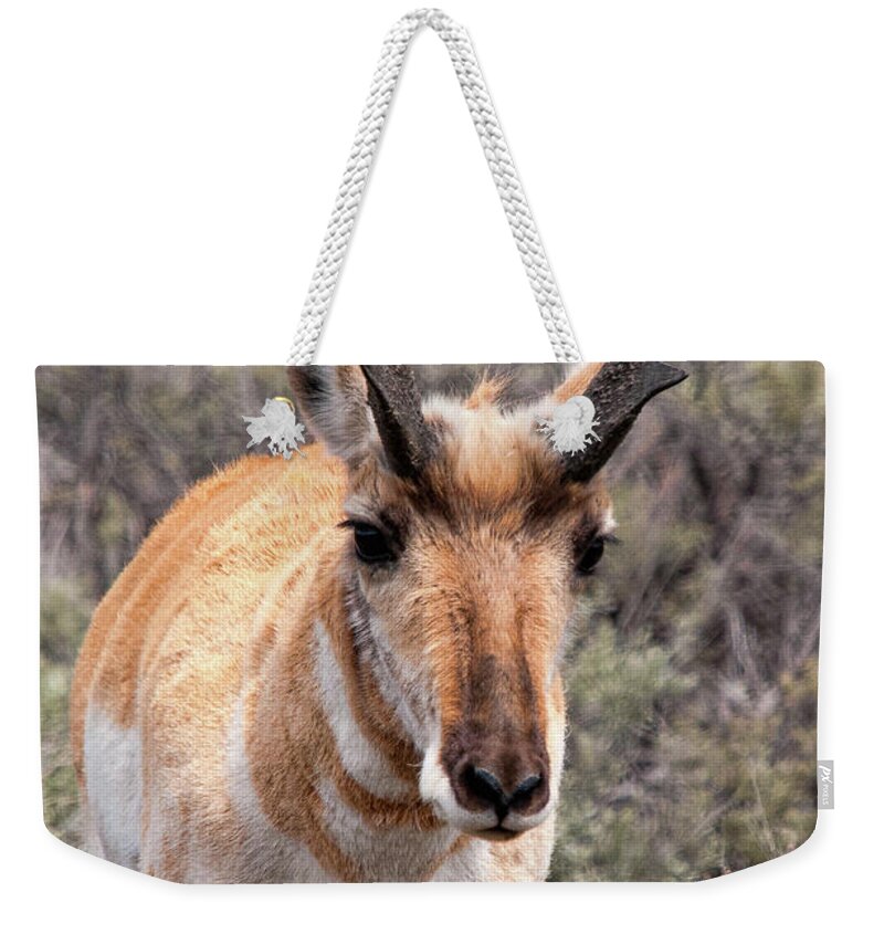 Pronghorn Weekender Tote Bag featuring the photograph Pronghorn Buck by Steve Stuller