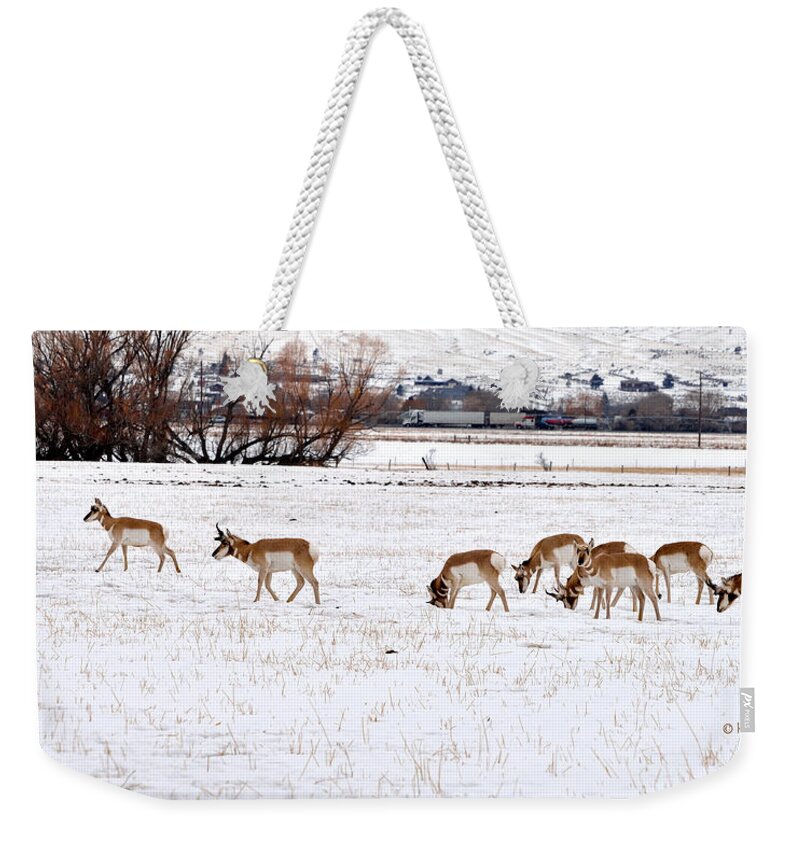 Pronghorn Weekender Tote Bag featuring the photograph Pronghorn in Snow by Kae Cheatham