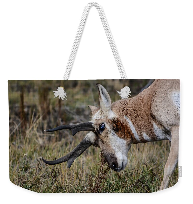 Pronghorn Weekender Tote Bag featuring the photograph Pronghorn No.2 by John Greco