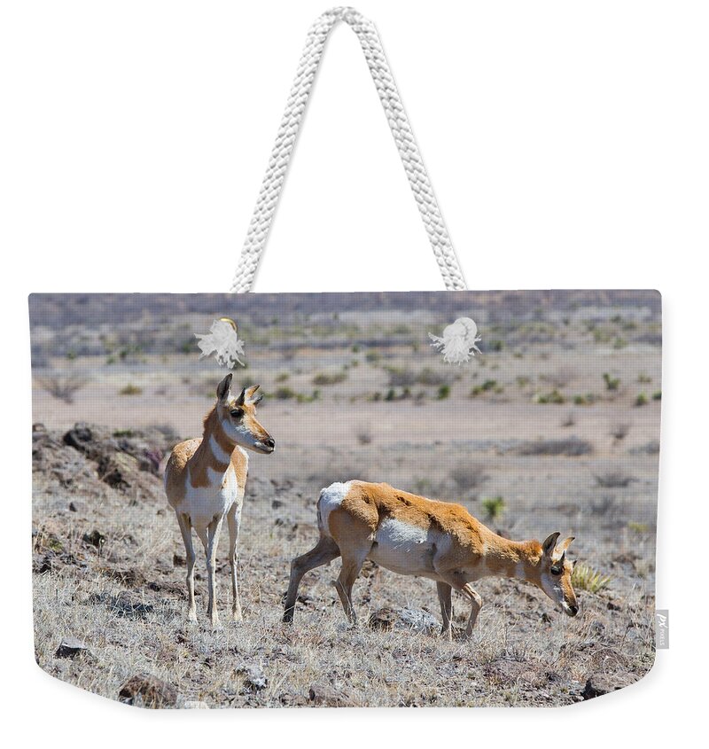 Antilocapra Americana Weekender Tote Bag featuring the photograph Pronghorn Pair by SR Green