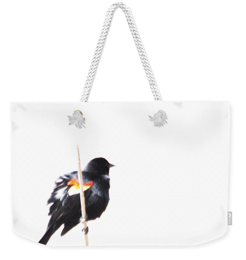 Blackbird Weekender Tote Bag featuring the photograph Puffed Up Red-Winged Blackbird by Ronald Grogan