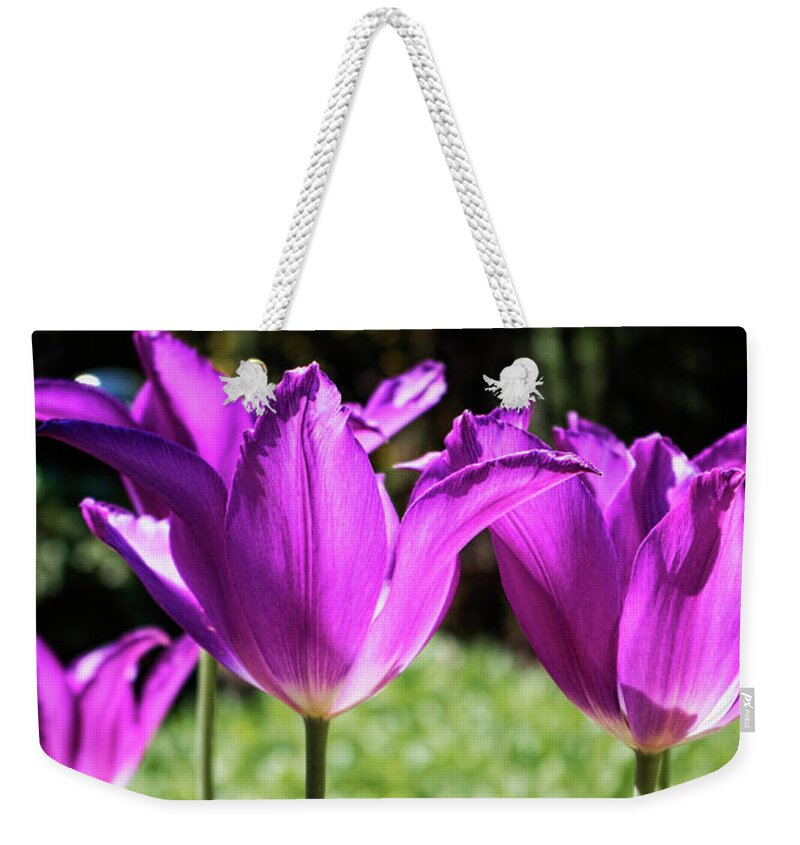 Sharon Popek Weekender Tote Bag featuring the photograph Purple Cups by Sharon Popek