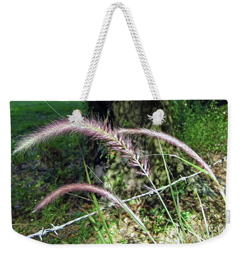 Ornamental Grass Weekender Tote Bag featuring the photograph Purple Fountain Grass by D Hackett