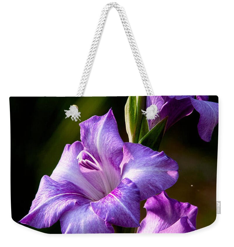 Gladiolas Weekender Tote Bag featuring the photograph Purple Glads by Christopher Holmes