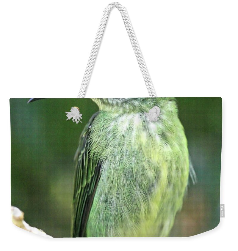 Bird Weekender Tote Bag featuring the photograph Purple Honeycreeper female by David Freuthal