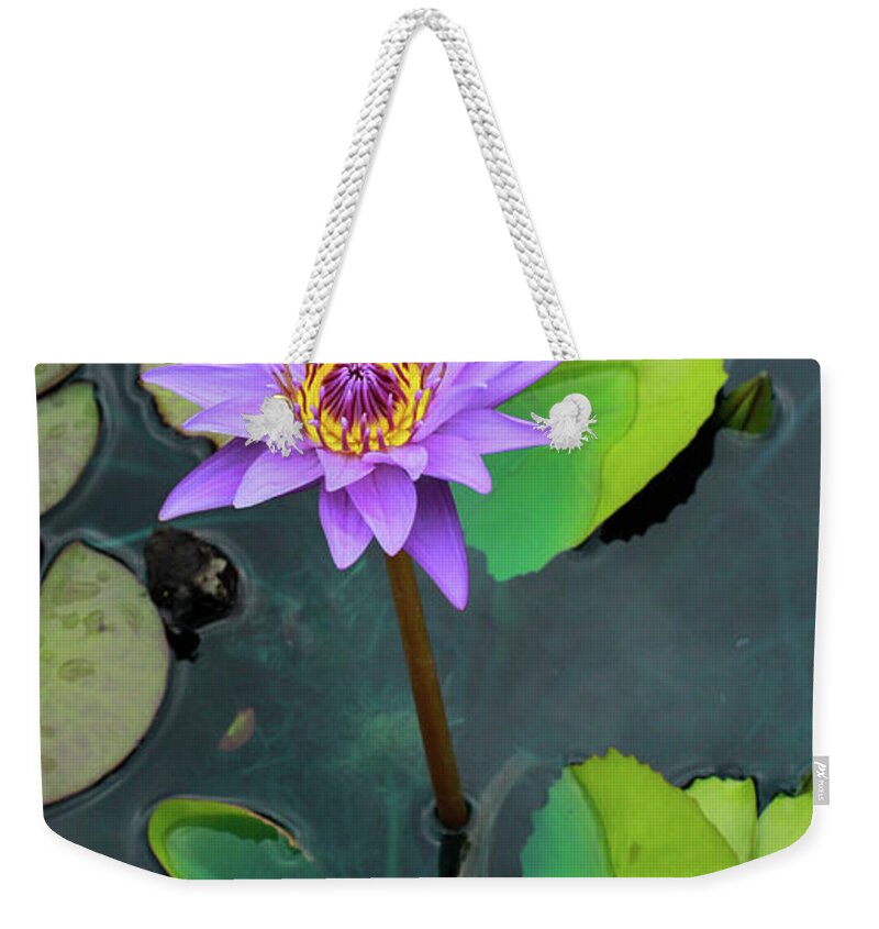 Nature Weekender Tote Bag featuring the photograph Purple Lilly with Lilly Pads by Toma Caul