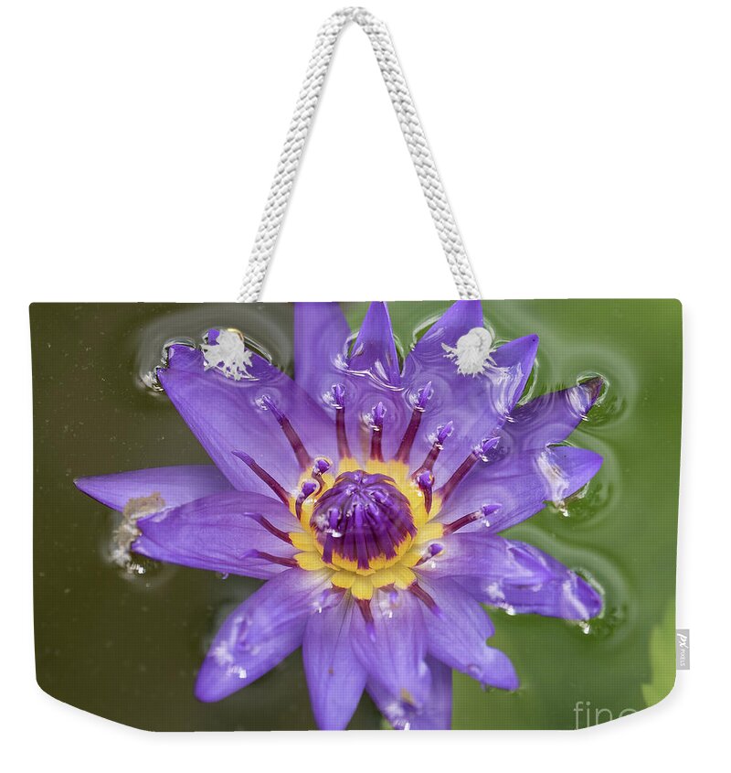 Purple Weekender Tote Bag featuring the photograph Purple Lily by Scott and Dixie Wiley